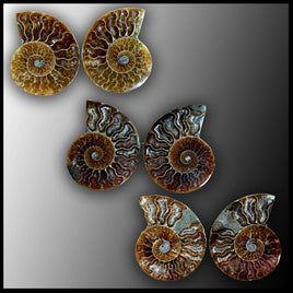 Ammonite Pair - Polished (Madagascar)