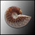 Ammonite, Whole