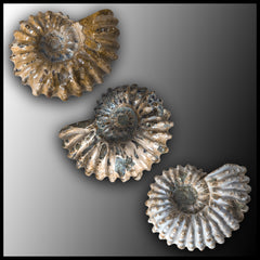 Ammonite, Tire Track