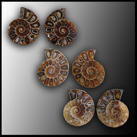 Ammonite Pairs, Small