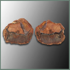 CMT136pr Cold Mountain Thunderegg Specimen