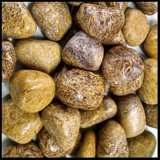 Coquina Jasper, Tumbled Stone, 1 lb lot
