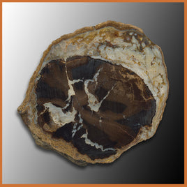 EVP280 Eden Valley Petrified Wood