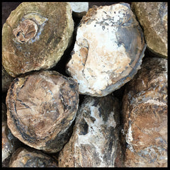 Eden Valley Petrified Wood (full rounds)