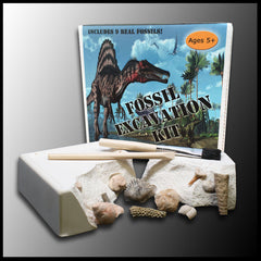 Fossil Excavation Kit, Case of 12