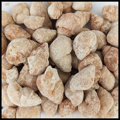 Gastropod, 50pc lot