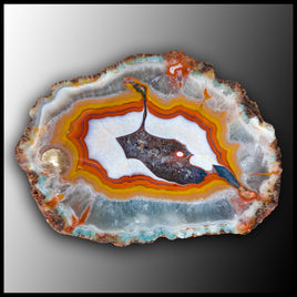 MRC281JR Moroccan Agate Specimen