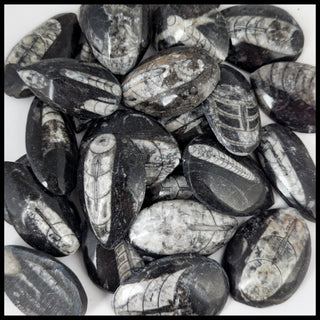 Orthoceras Fossil (Morocco)
