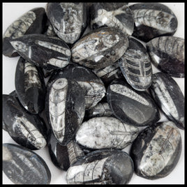 Orthoceras Fossil (Morocco)