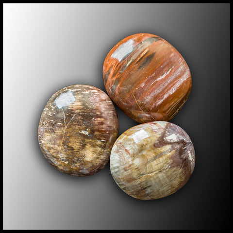 Petrified Wood Pebble