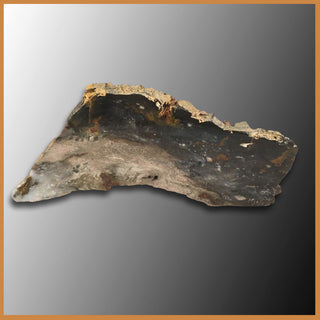 PET206 Grassy Mountain Petrified Wood Specimen