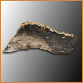 PET206 Grassy Mountain Petrified Wood Specimen