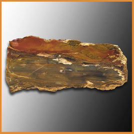 PET214 Grassy Mountain Petrified Wood Specimen