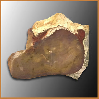 PET215 Grassy Mountain Petrified Wood Specimen