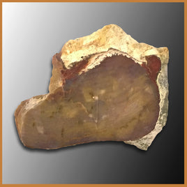 PET215 Grassy Mountain Petrified Wood Specimen