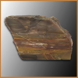 PET218 Grassy Mountain Petrified Wood Specimen