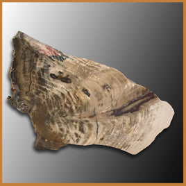 PET219 Grassy Mountain Petrified Wood Specimen