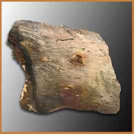 PET221 Grassy Mountain Petrified Wood Specimen