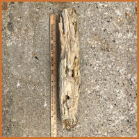 PET232 McDermitt Petrified Wood Limb