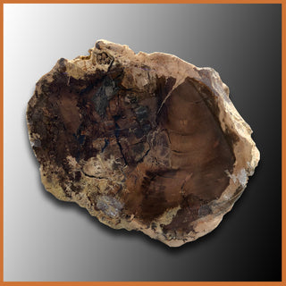 PET232 McDermitt Petrified Wood Limb