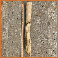 PET233 McDermitt Petrified Wood Limb