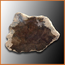 PET235 McDermitt Petrified Wood Limb