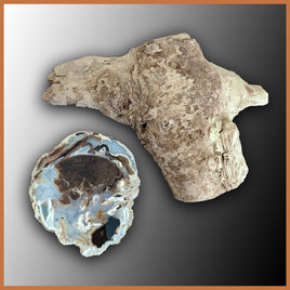 PET245 Petrified Wood Limb Cast