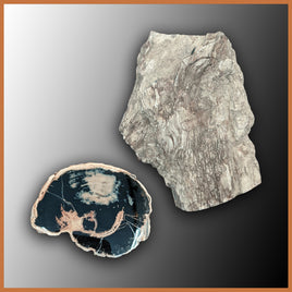 PET246 Petrified Wood Limb Cast