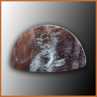 PET316c Petrified Wood Cabochon