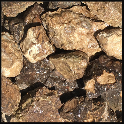 Petrified Algae