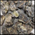 Septarian Nodules, Tumbling Rough, 5 lb lot