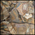 Owyhee Picture Jasper Slabs - 1 lb lot